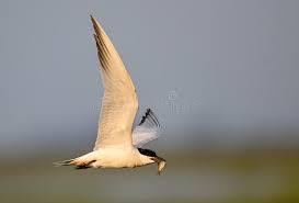 Image result for Gelochelidon nilotica