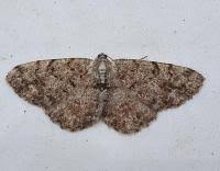 Attēlu rezultāti vaicājumam “Aethalura punctulata”