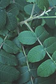 Attēlu rezultāti vaicājumam “Juglans cinerea leaf”