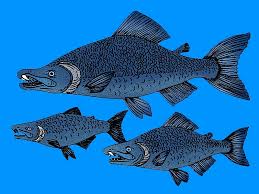 Image result for Oncorhynchus