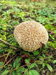 Attēlu rezultāti vaicājumam “Lycoperdon echinatum”