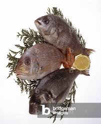 Image result for Pagellus bogaraveo