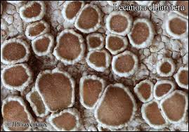 Attēlu rezultāti vaicājumam “Lecanora chlarotera”