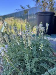 Attēlu rezultāti vaicājumam “Astragalus arenarius leaf”