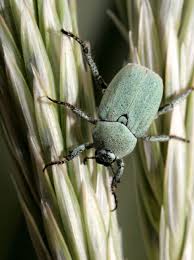Attēlu rezultāti vaicājumam “Hoplia parvula”