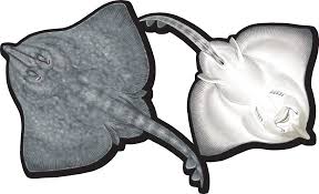 Image result for Rostroraja alba