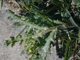Attēlu rezultāti vaicājumam “Senecio viscosus fruit”