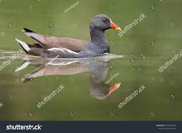 Attēlu rezultāti vaicājumam “Gallinula chloropus”