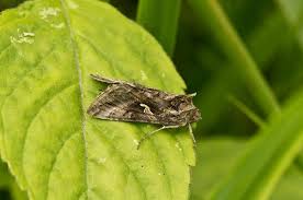 Attēlu rezultāti vaicājumam “Autographa gamma”