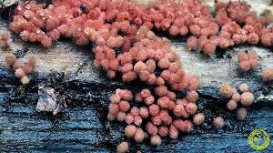 Attēlu rezultāti vaicājumam “Arcyria affinis”