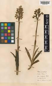 Attēlu rezultāti vaicājumam “Orchis morio”