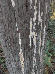 Attēlu rezultāti vaicājumam “Coniophora puteana”