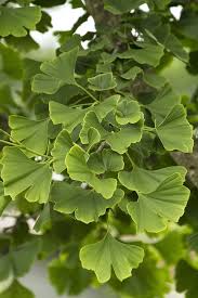 Attēlu rezultāti vaicājumam “Ginkgo biloba”