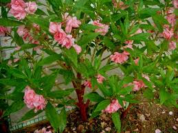 Attēlu rezultāti vaicājumam “Balsaminaceae”