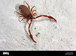 Attēlu rezultāti vaicājumam “Chelifer cancroides”