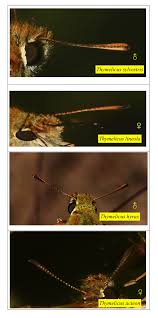 Attēlu rezultāti vaicājumam “Thymelicus lineola underside”