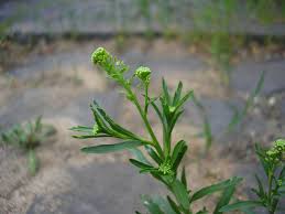 Attēlu rezultāti vaicājumam “Lepidium densiflorum flower”