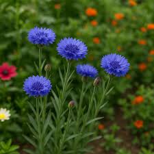 Image result for Centaurea cyanus