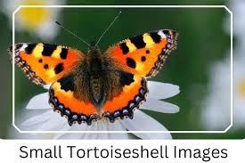 Image result for Small Tortoiseshell