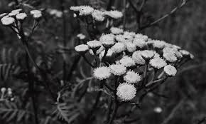 Attēlu rezultāti vaicājumam “Tanacetum vulgare flower”