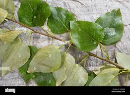 Attēlu rezultāti vaicājumam “Populus x berolinensis leaf”