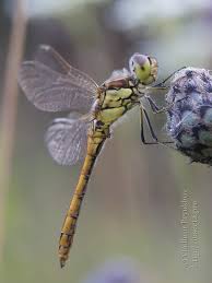 Attēlu rezultāti vaicājumam “Sympetrum vulgatum female”