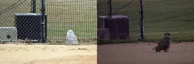 Image result for Bubo scandiacus