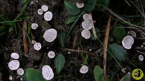 Attēlu rezultāti vaicājumam “Poronia punctata”