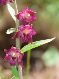 Attēlu rezultāti vaicājumam “Epipactis atrorubens leaf”