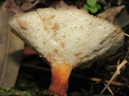 Attēlu rezultāti vaicājumam “Polyporus tuberaster”