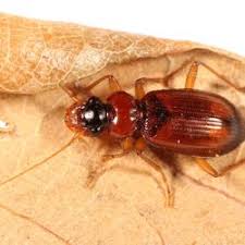 Attēlu rezultāti vaicājumam “Leistus terminatus”