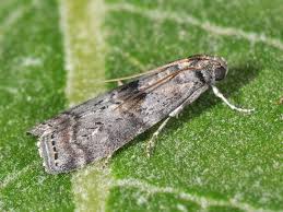 Attēlu rezultāti vaicājumam “Phycita roborella”