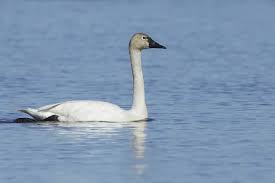 Attēlu rezultāti vaicājumam “Cygnus columbianus adult”