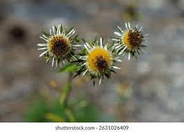 Attēlu rezultāti vaicājumam “Carlina biebersteinii bud”