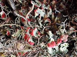 Attēlu rezultāti vaicājumam “Cladonia coccifera”