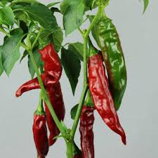 Afbeeldingsresultaat voor numex sandia hot pepper