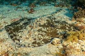 Image result for Raja polystigma