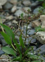 Attēlu rezultāti vaicājumam “Alisma gramineum flower”