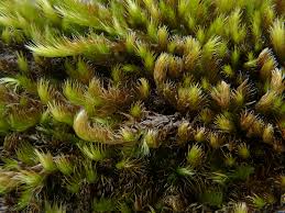 Attēlu rezultāti vaicājumam “Hypnum cupressiforme var. lacunosum”