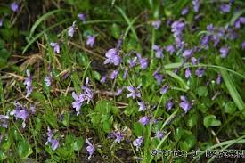 Attēlu rezultāti vaicājumam “Viola uliginosa”
