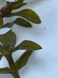 Attēlu rezultāti vaicājumam “Elodea canadensis leaf”