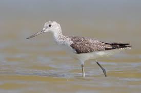 Attēlu rezultāti vaicājumam “Tringa nebularia”