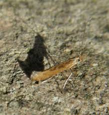 Attēlu rezultāti vaicājumam “Calybites phasianipennella”