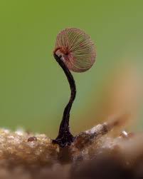 Attēlu rezultāti vaicājumam “Cribraria costata stalked”