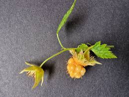 Attēlu rezultāti vaicājumam “Salix repens subsp. rosmarinifolia fruit”