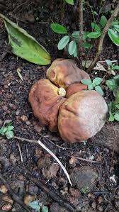 Attēlu rezultāti vaicājumam “Physarum bryomacrocarpum”