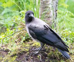 Attēlu rezultāti vaicājumam “Corvus cornix juvenile”
