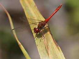 Attēlu rezultāti vaicājumam “Sympetrum sanguineum male”