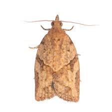 Attēlu rezultāti vaicājumam “Eana argentana”