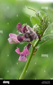 Attēlu rezultāti vaicājumam “Vicia sepium flower”